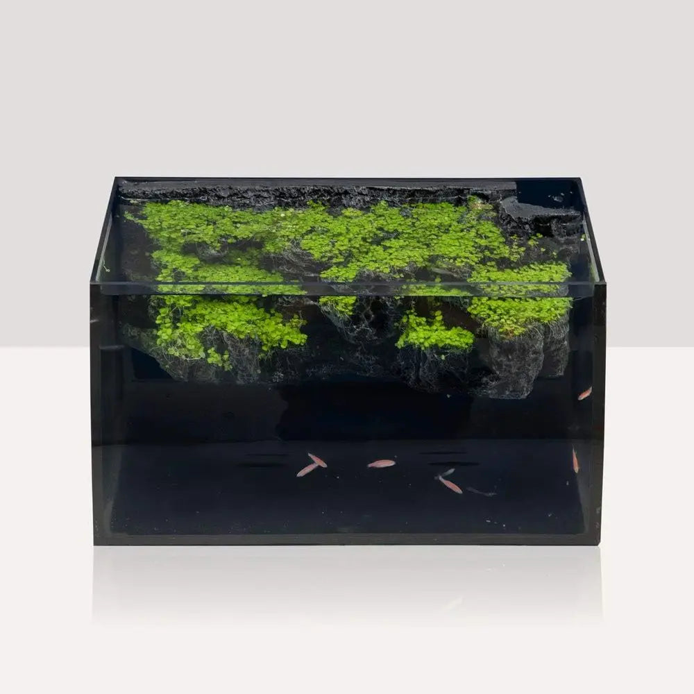 Glass Aquarium Kit With Curved View And 3D Rock Decor